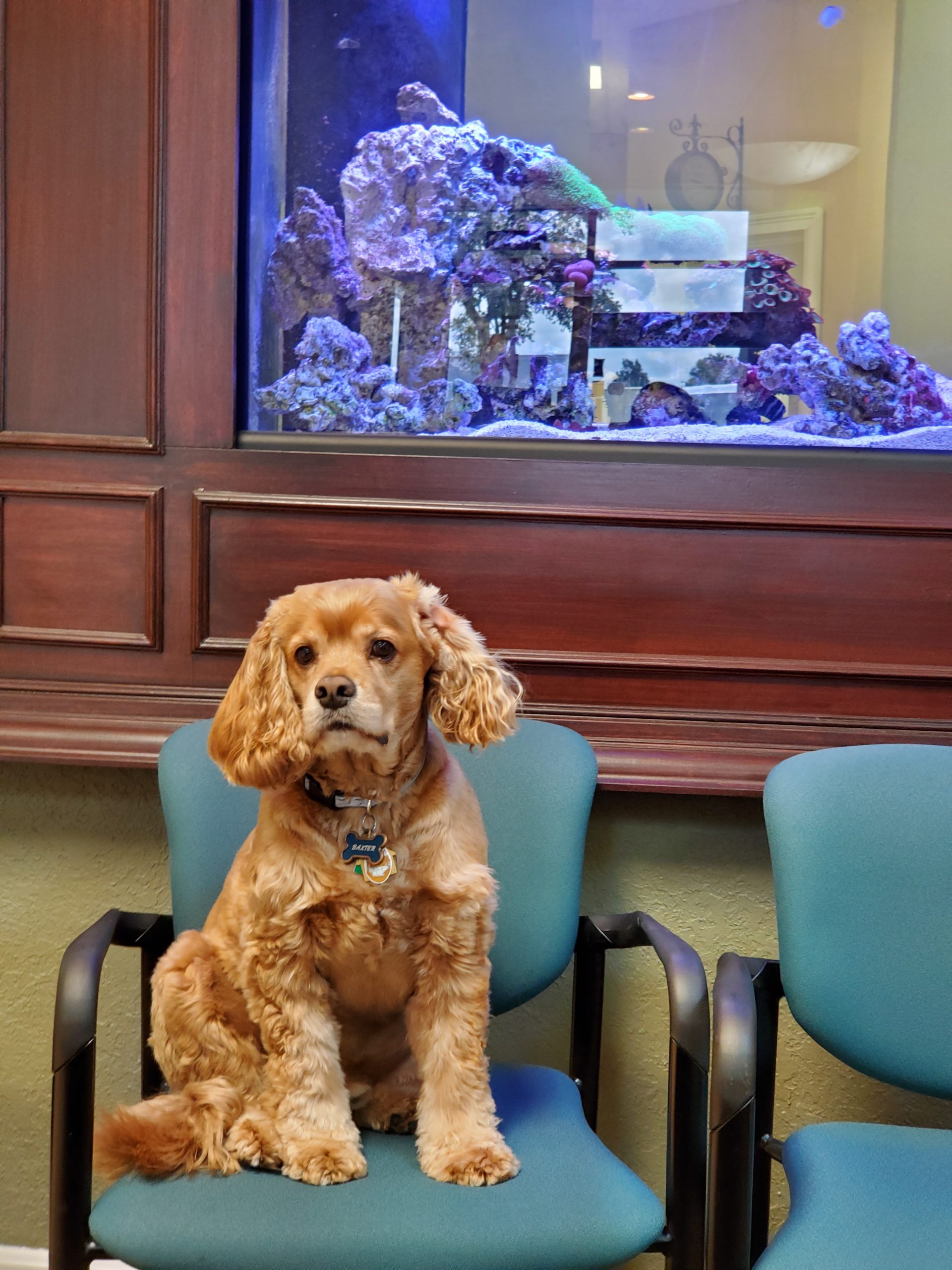 NTC's Therapy Pet